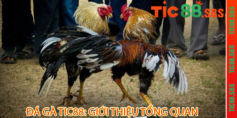 Đá Gà Tic88 - Đẳng cấp chiến kê, thắng lớn đầy tay 2 Đá Gà Tic88: Giới Thiệu Tổng Quan