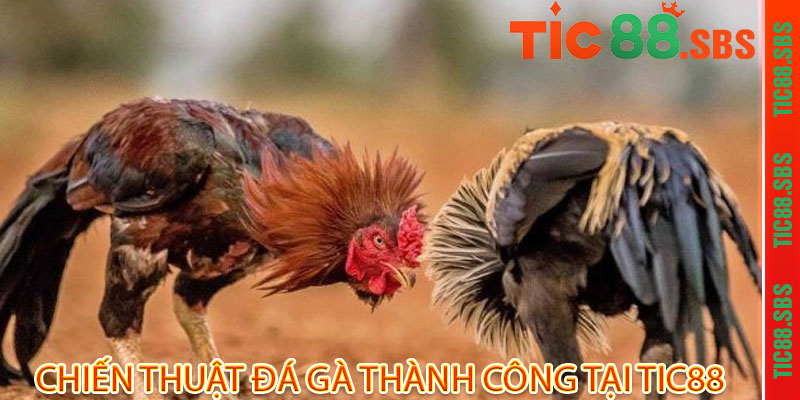 Đá Gà Tic88 - Đẳng cấp chiến kê, thắng lớn đầy tay 3 Chiến Thuật Đá Gà Thành Công Tại Tic88